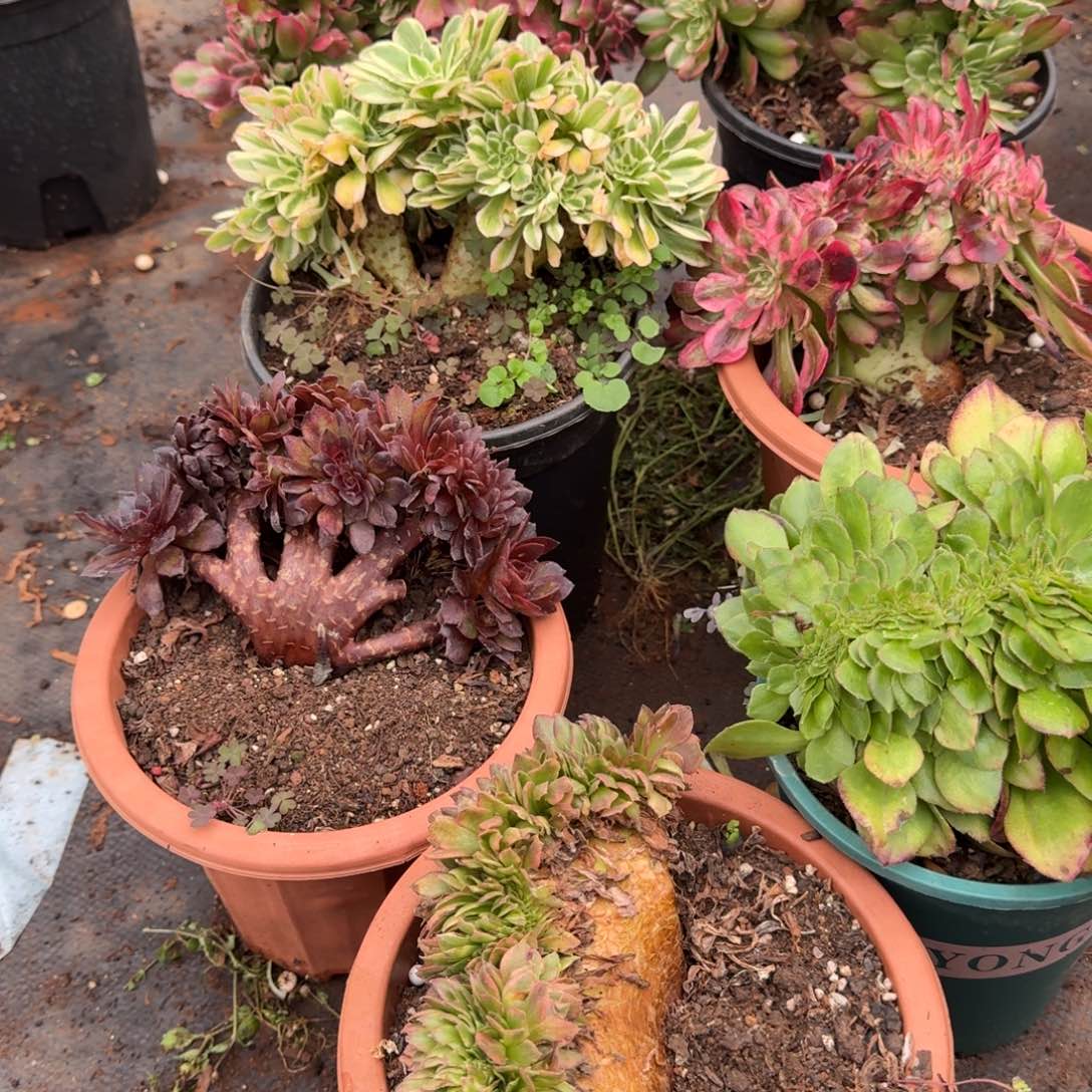 248七棵缀化多肉植物满28包邮