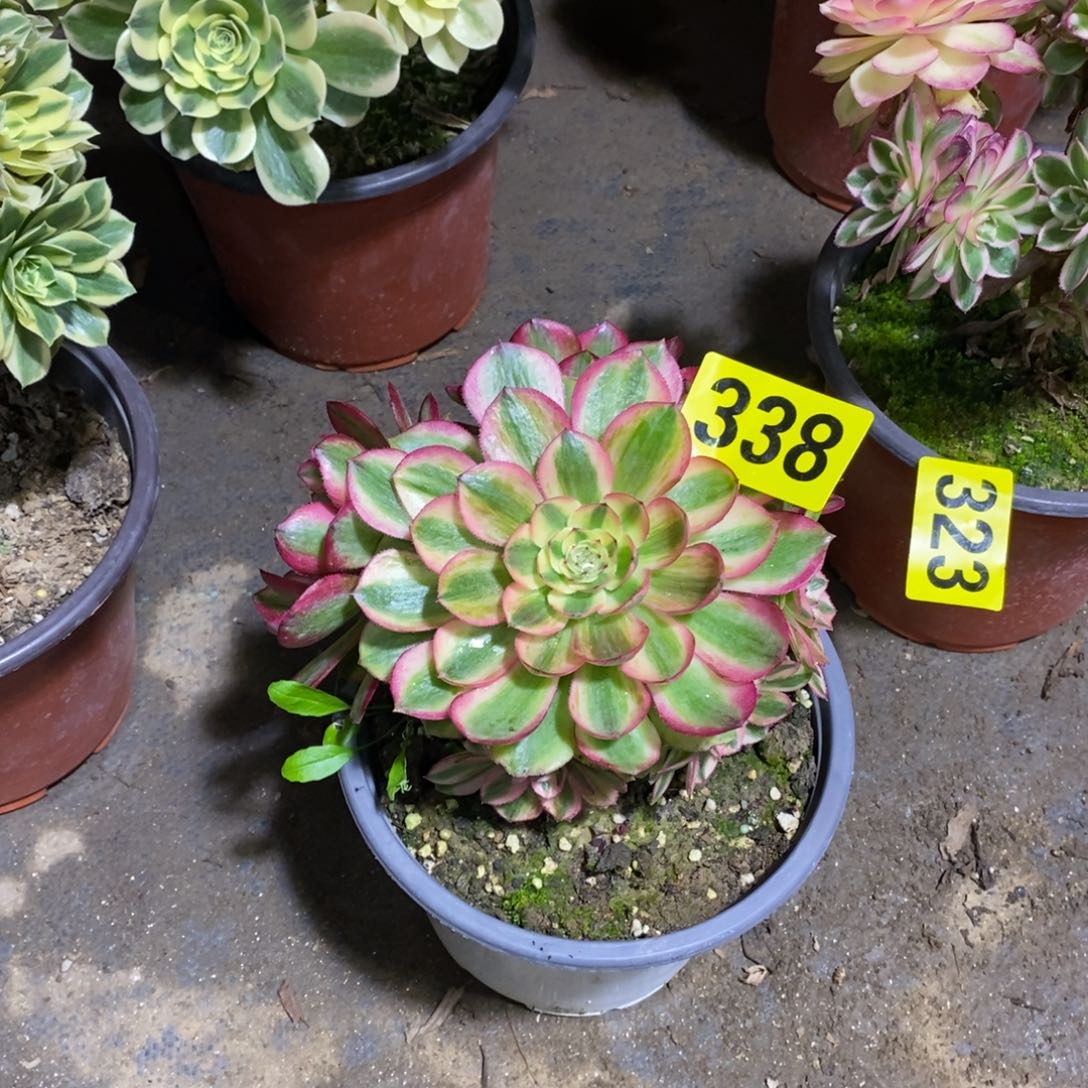 青城多肉法师338