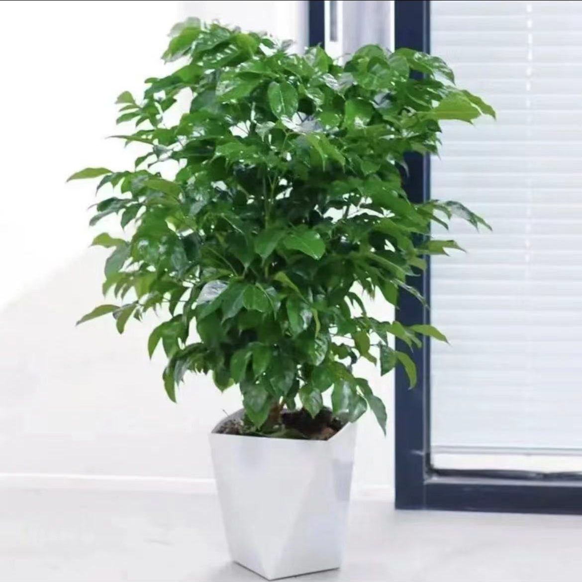 60-70cm控根幸福树观叶绿植 配白色菱形盆【浙里有花花】