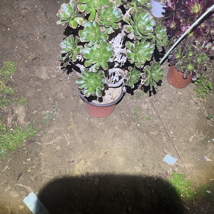 不包侧枝一物一拍5