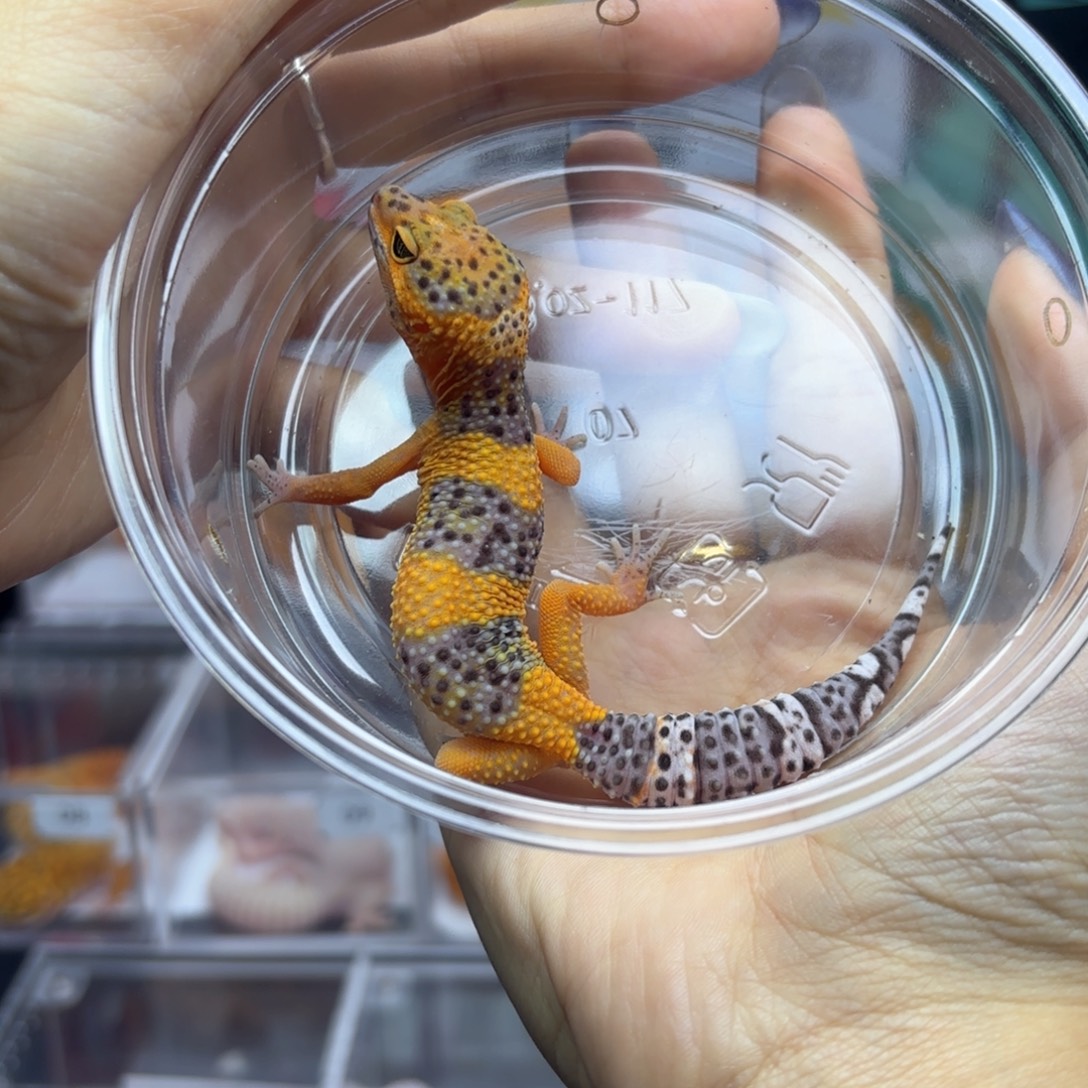 豹纹守宫翡翠妹妹8.25R071