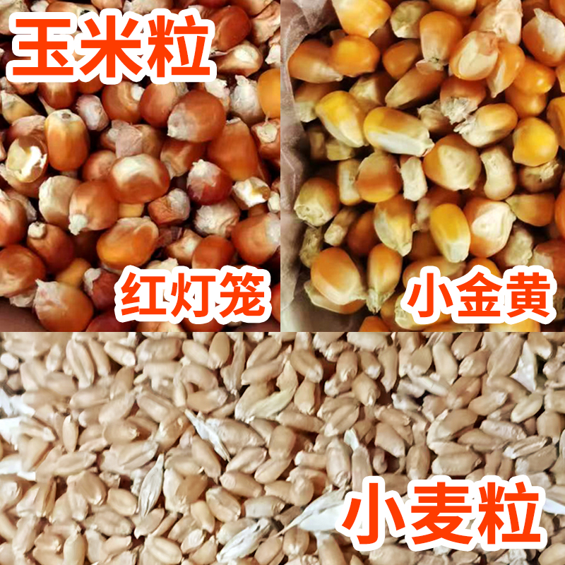 【红薯仙子】玉米粒/小麦粒（没有磨粉的）