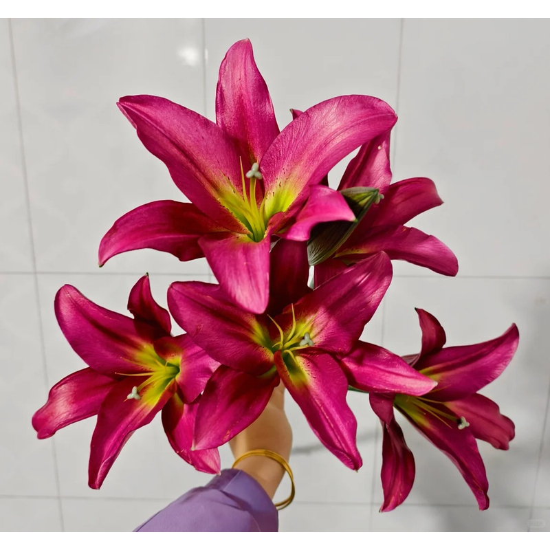【火石】香水百合 一单包邮 云南鲜花昆明基地现采现发