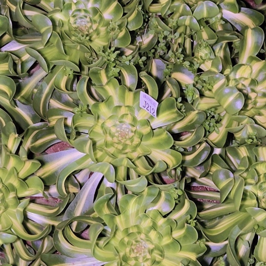 212暴君多肉植物