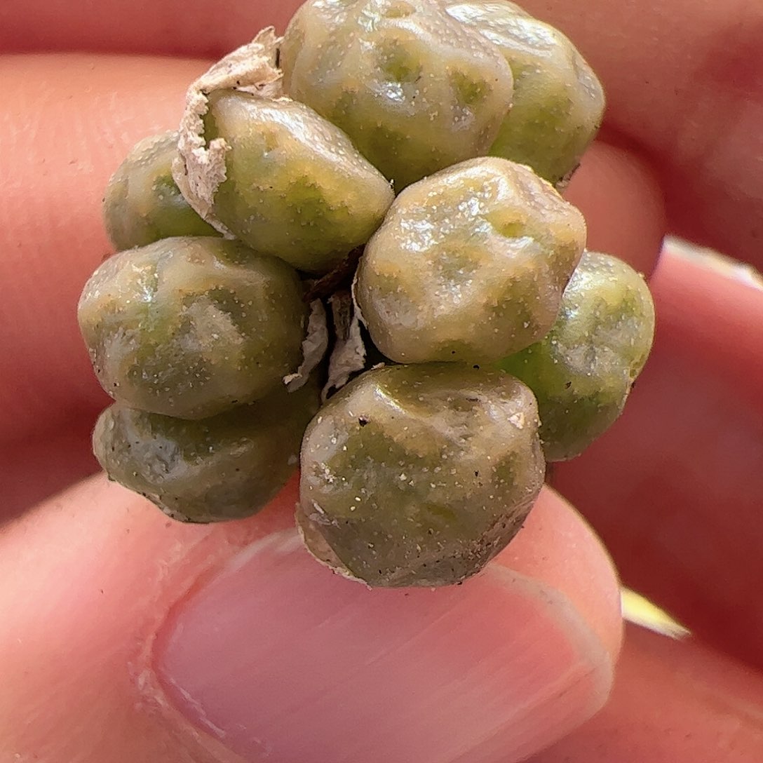 【闪购商品】138 饺子皮