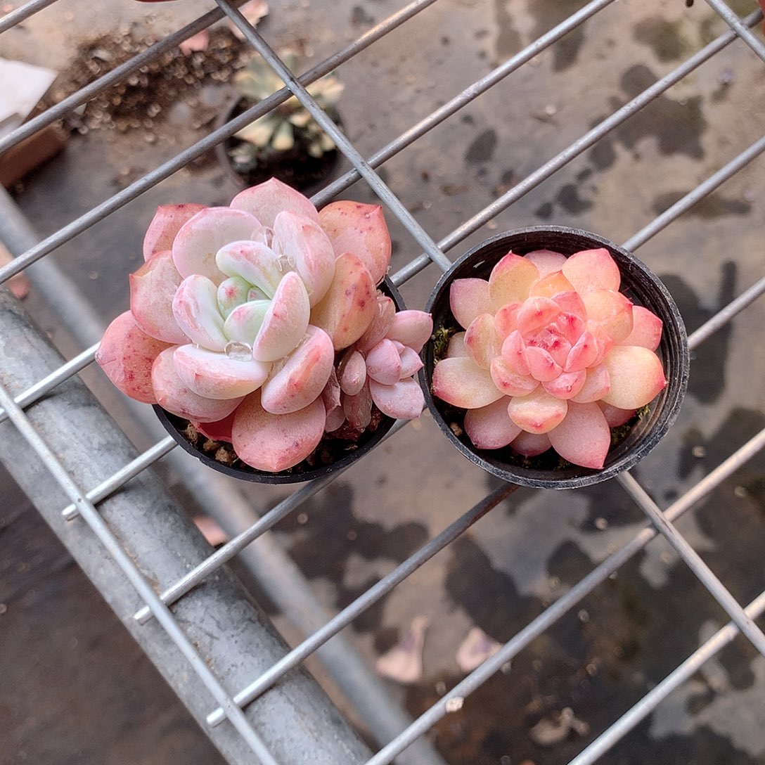 多肉植物老桩组合