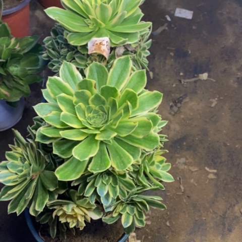 两盆处理价有瑕疵不包售后