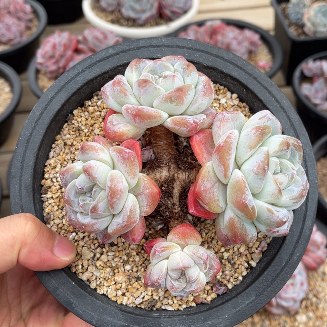 冰玉一物一拍不支持退换