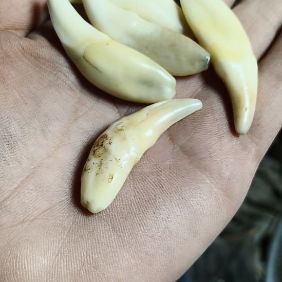 鹿角鹿角鹿角鹿角鹿角鹿角