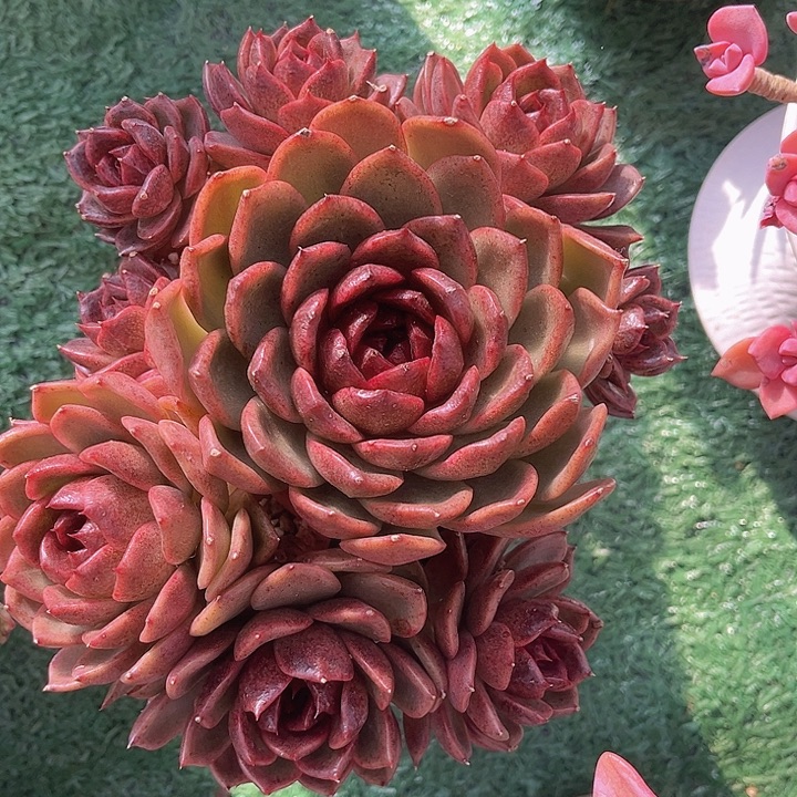 黑桃0945多肉植物