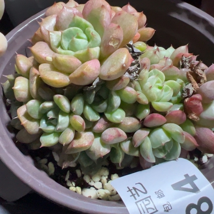 拉巴特锦多肉植物84