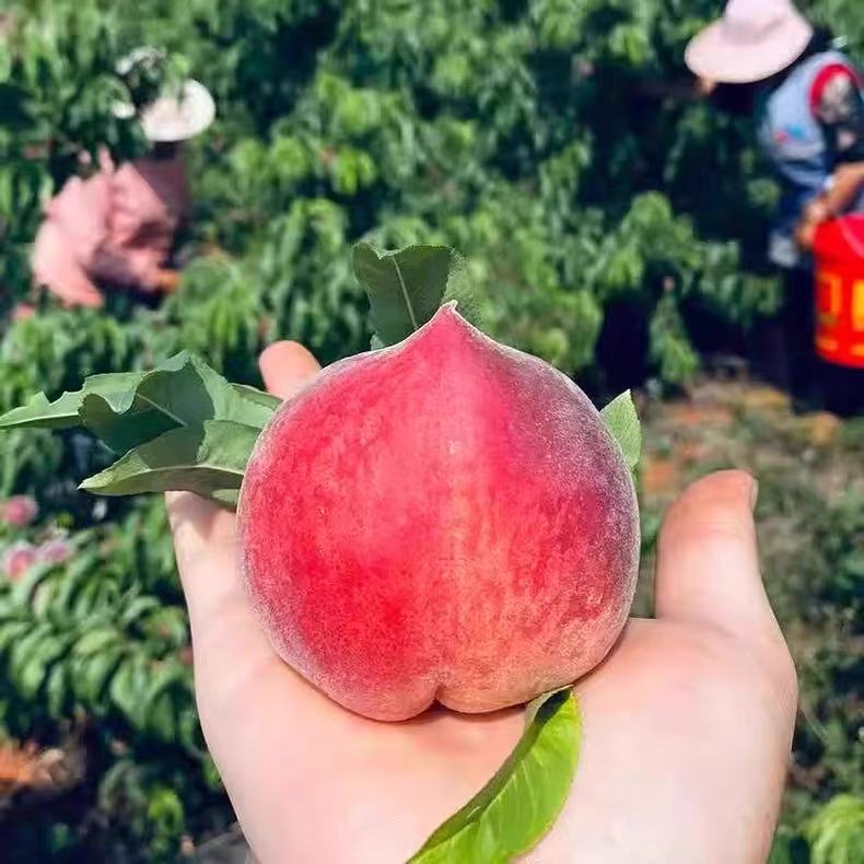 云南红宝石水蜜桃桃子脆甜现摘现发蜜桃新鲜露天种植