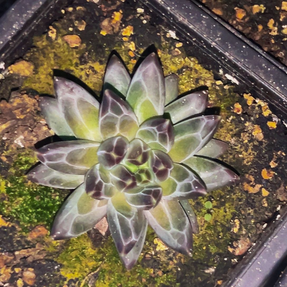 桔云多肉美人精品系列