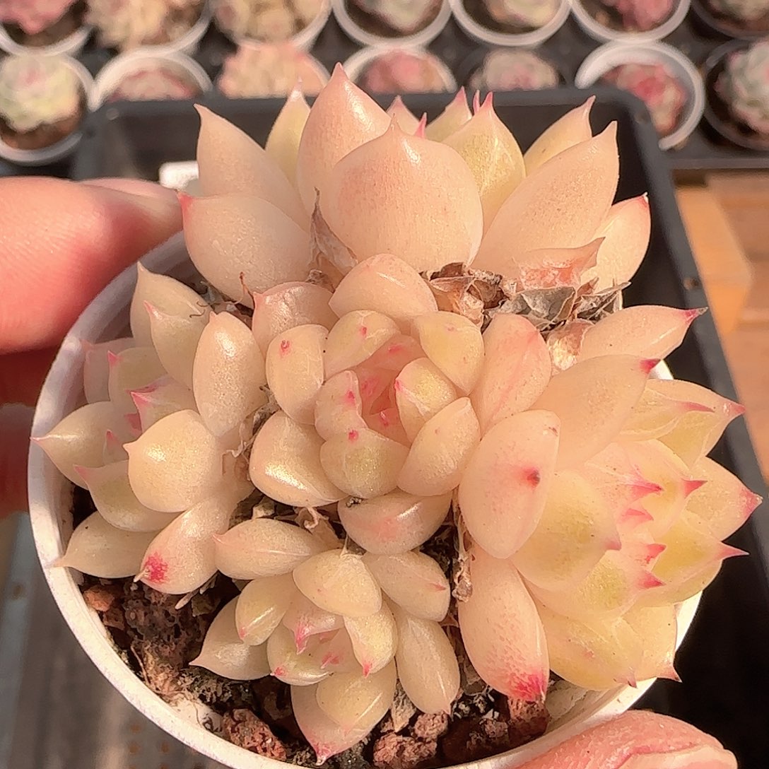 多肉1205-305优选麦秆