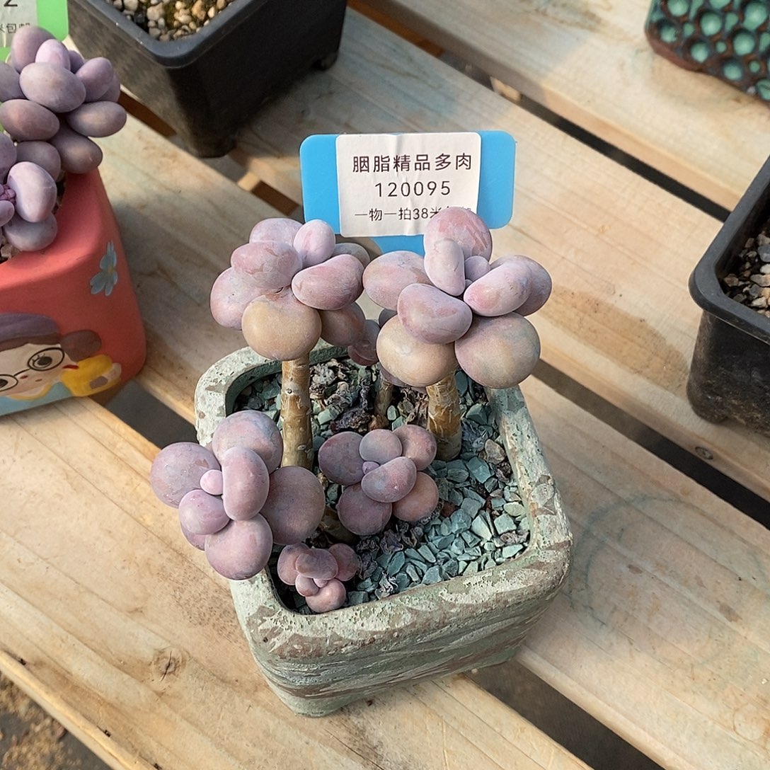 095统计hi姐姐咯哦哦哦哦哦