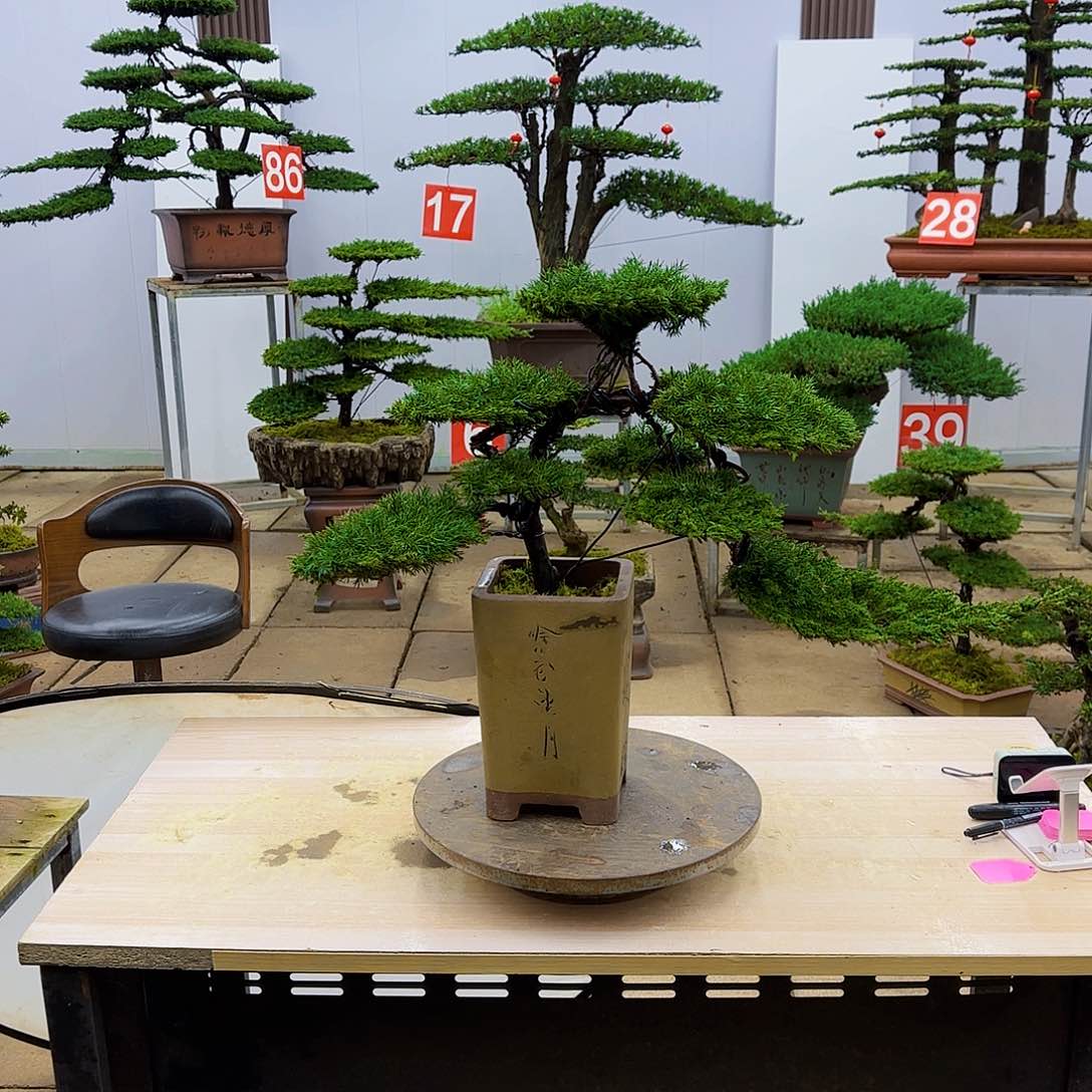 盆景直播间一物一拍