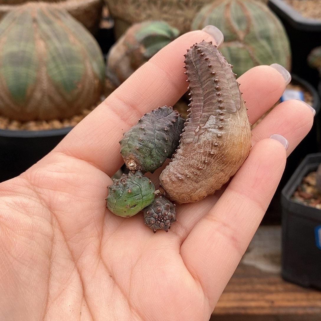 侧芽崽崽布纹球多肉植物