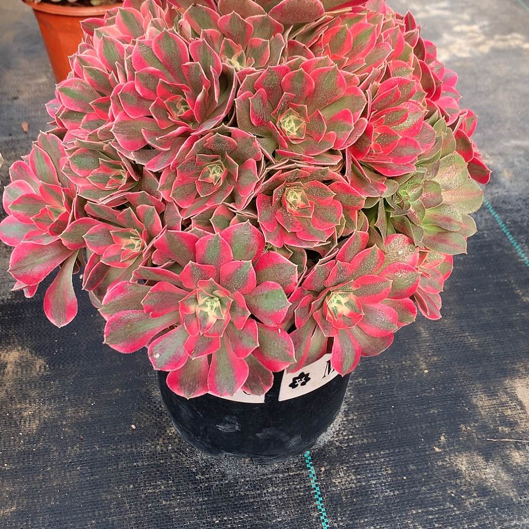 心***月完全开放法师图片植物多少