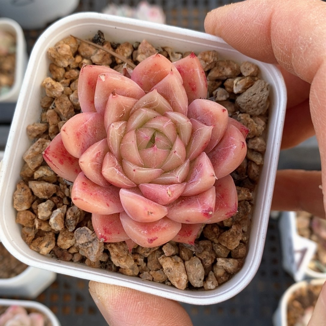 精品多肉一物一拍不包整21