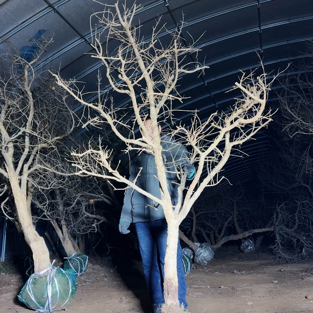 无花朵健健康康快快乐乐