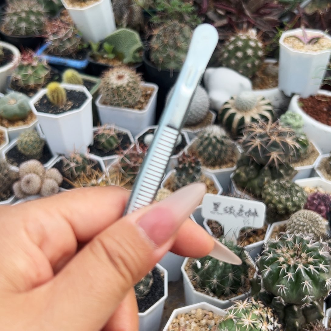 金刺孤龙仙人球6666666