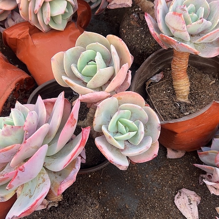 雪凤3盆单双混发。              