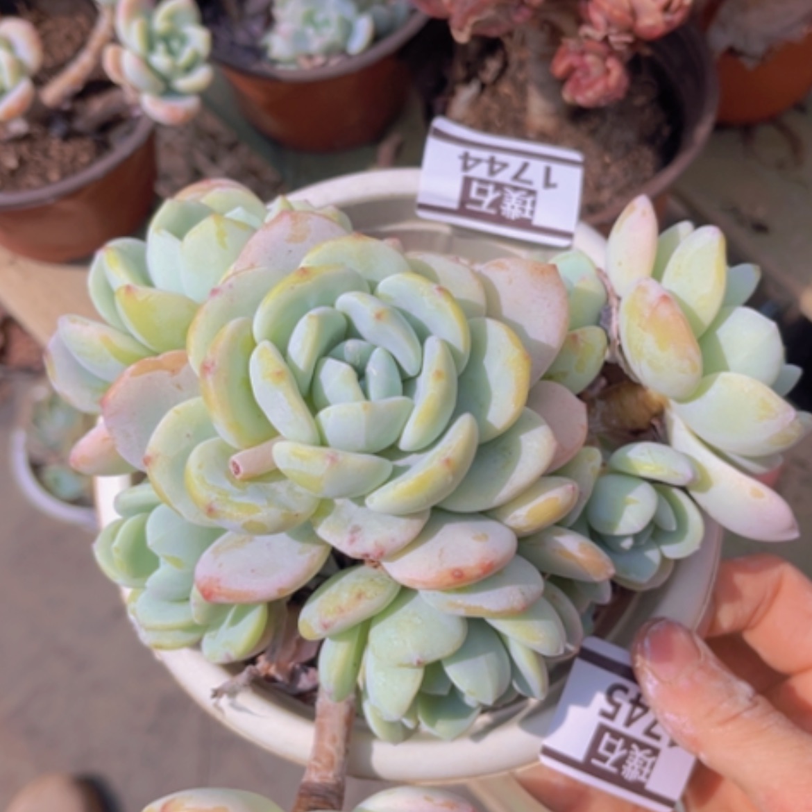 【闪购商品】冷箱1745