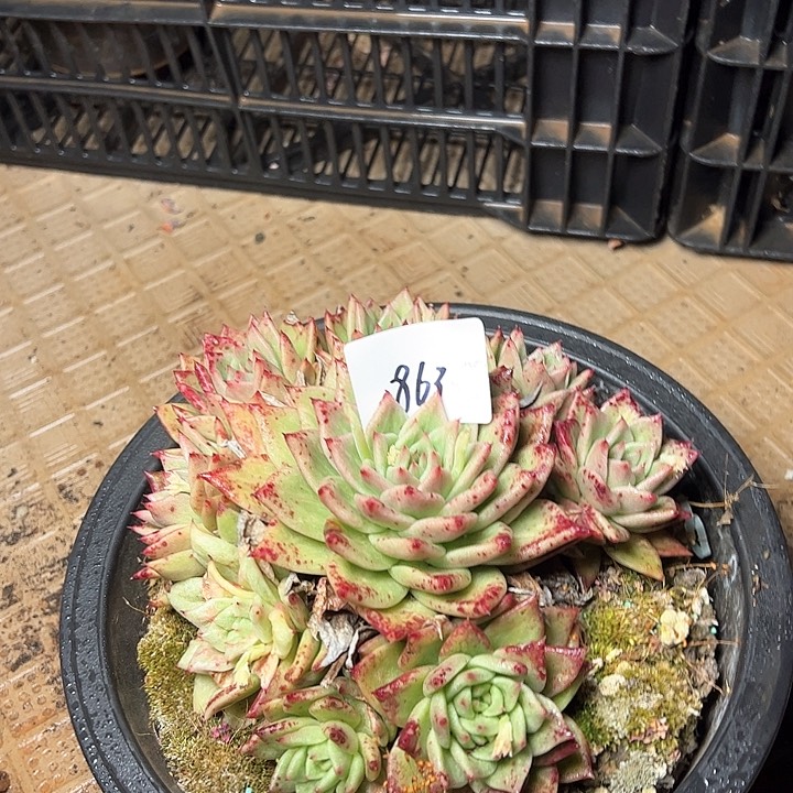 钟**泡863/////////////////