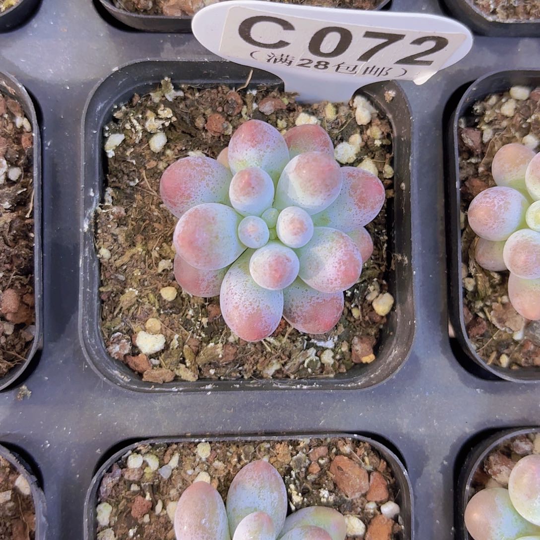 C072汤圆一物一拍