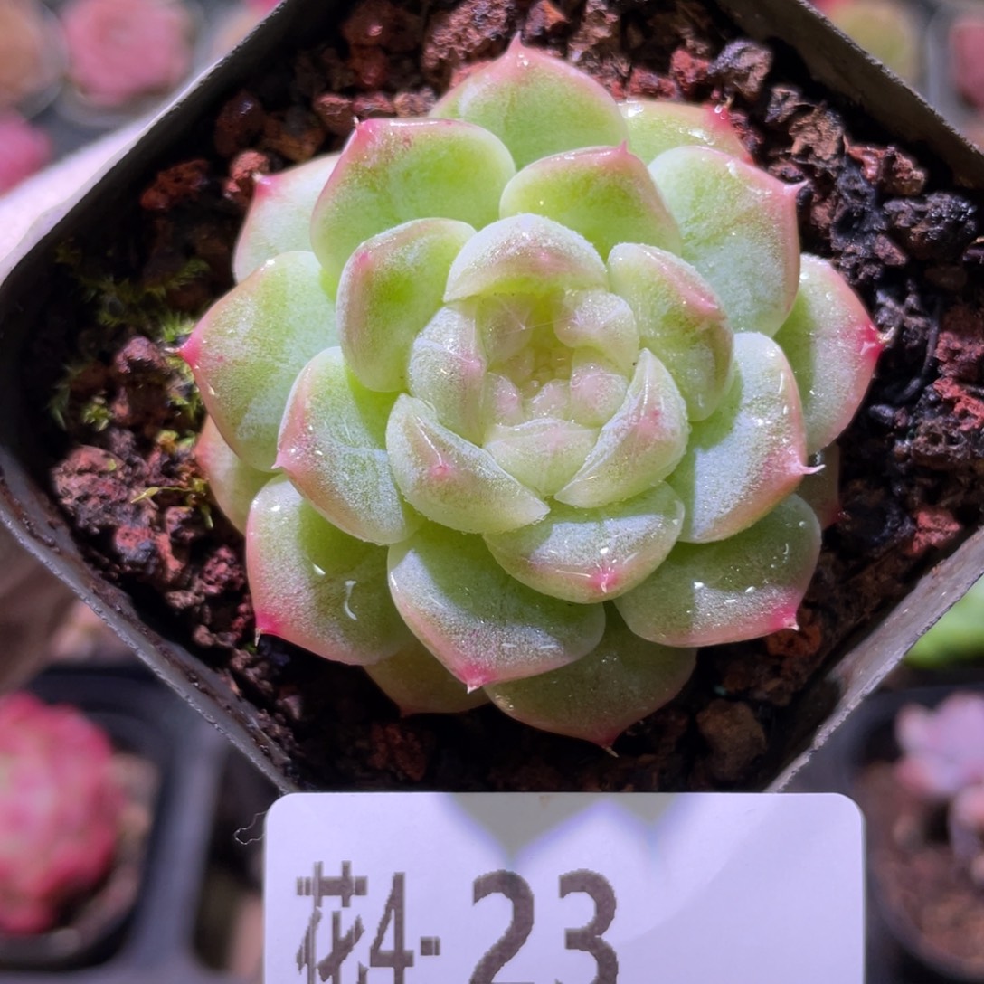 花利美4-23新品单头