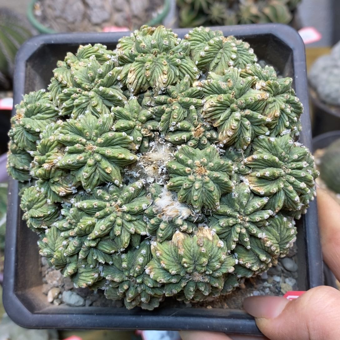 M***c      67号 有根老花笼群生带柱子11公分送2五星花笼
