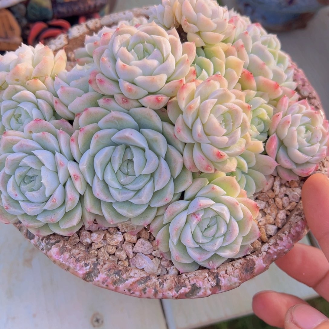 无花朵1111111111111111111