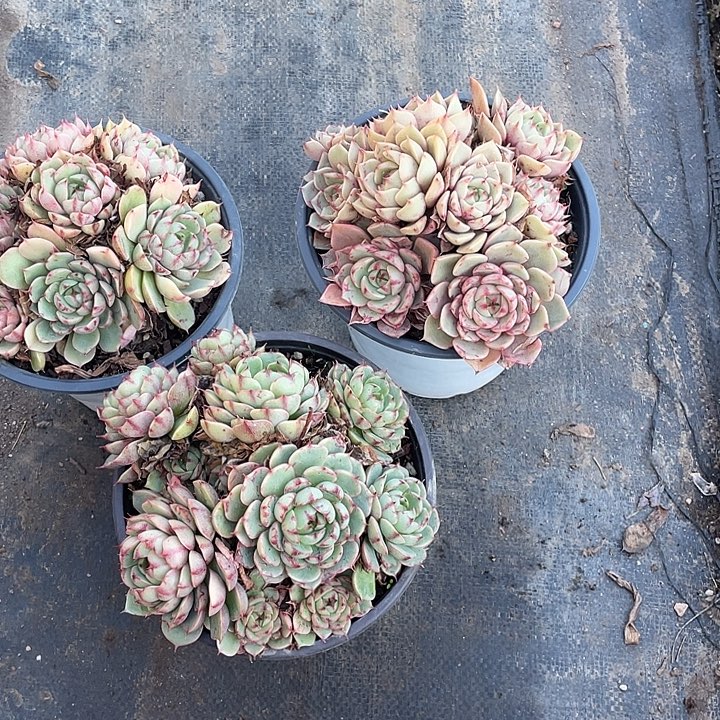 超大苯巴蒂斯福利三个随机