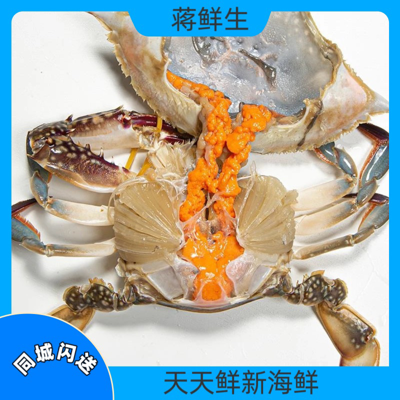 （鲜活）精品全黄母梭子蟹5-7两每只(2-5斤多规格可选)海鲜梭子蟹【保鲜不保活】