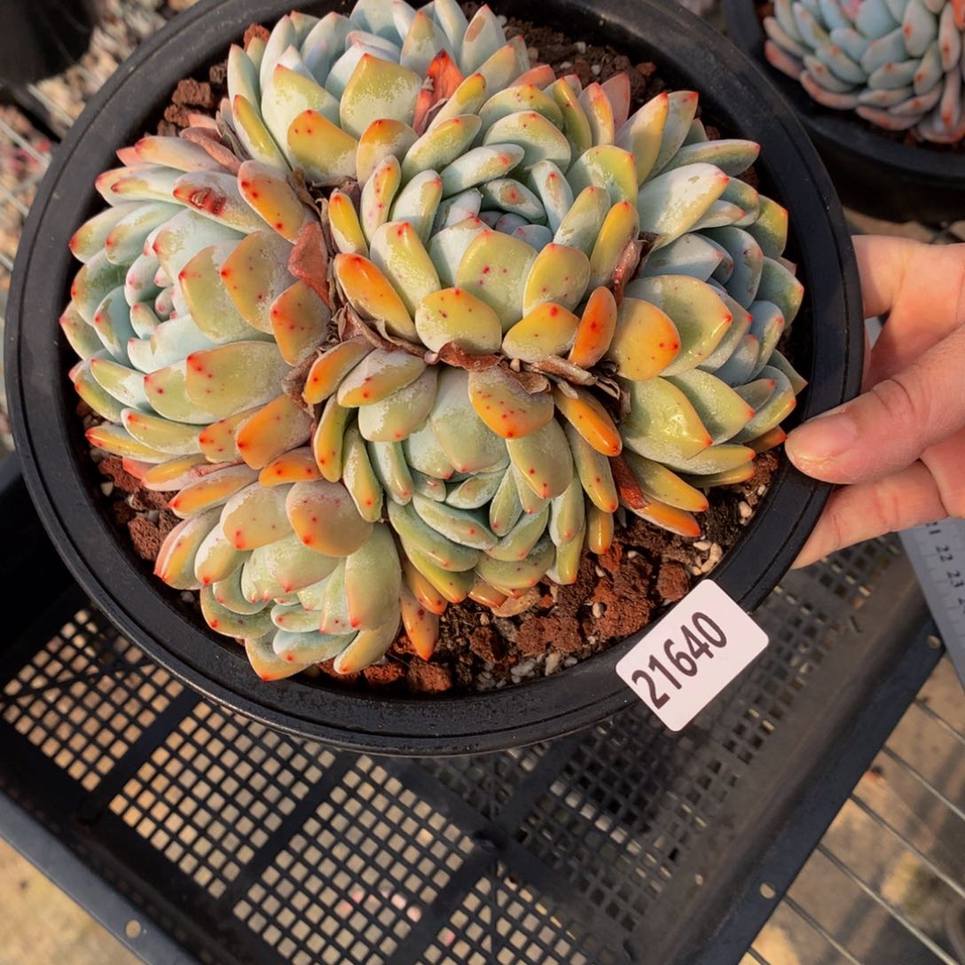 21640多头一哥们嗯