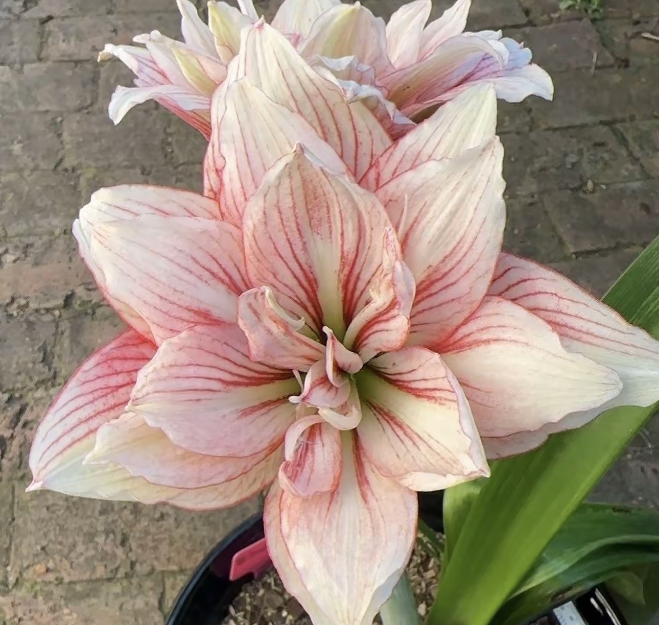 盈升系列 重瓣朱顶红