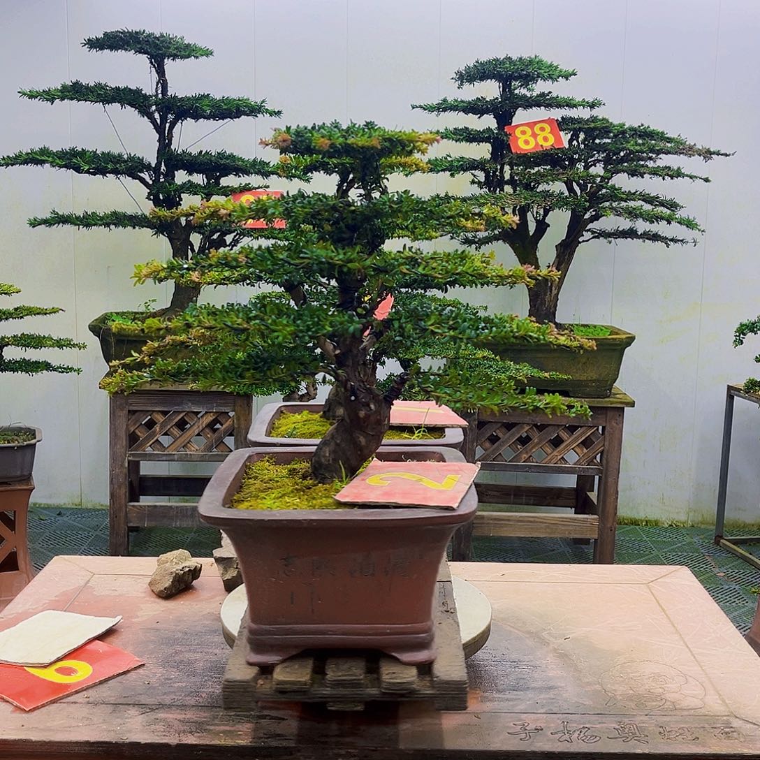 无花朵罗汉松一物一拍