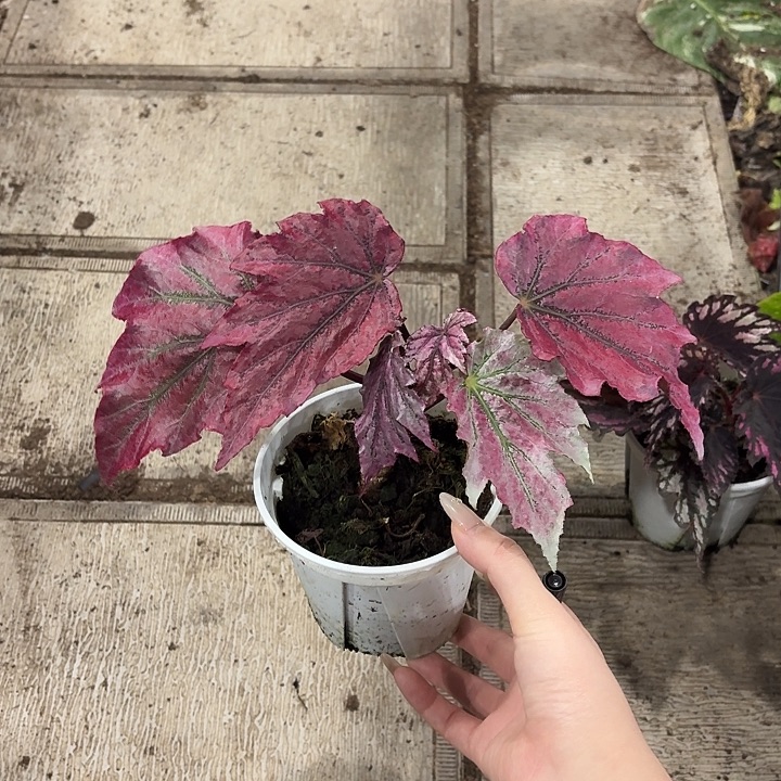 完全开放啃啃秋海棠