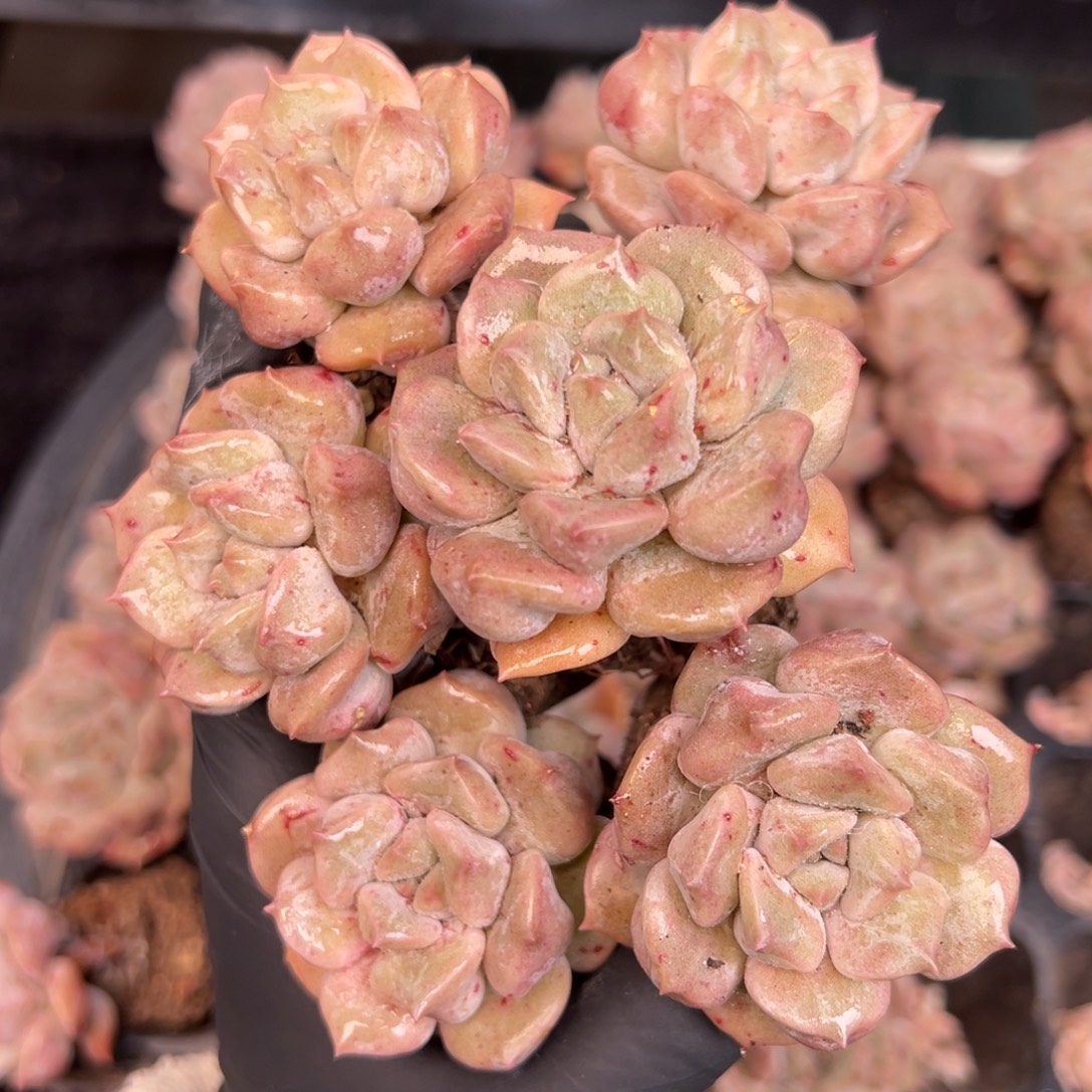 从前慢多肉精选编号1231.云瑶