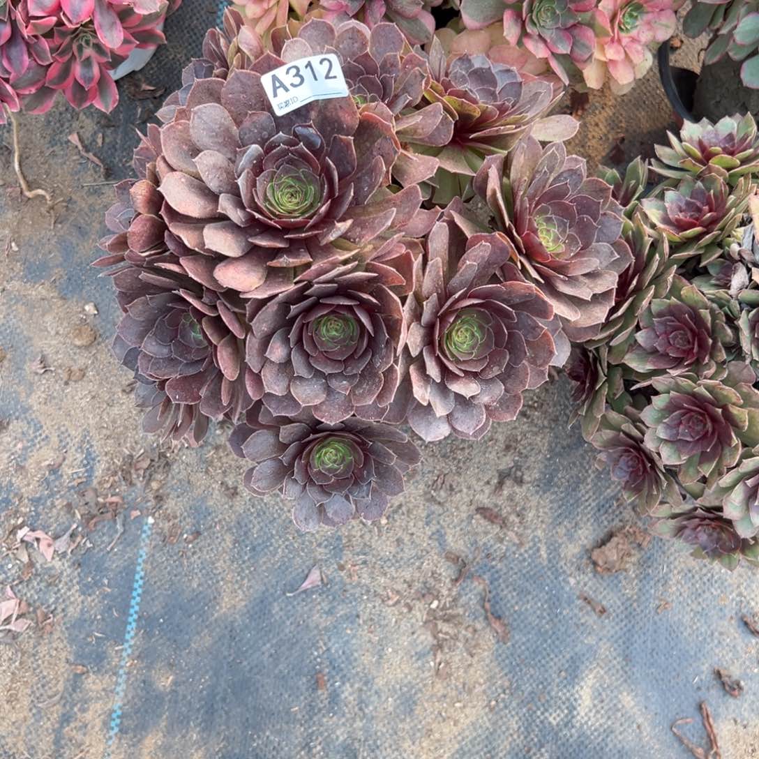 312万灰法师多肉植物法师