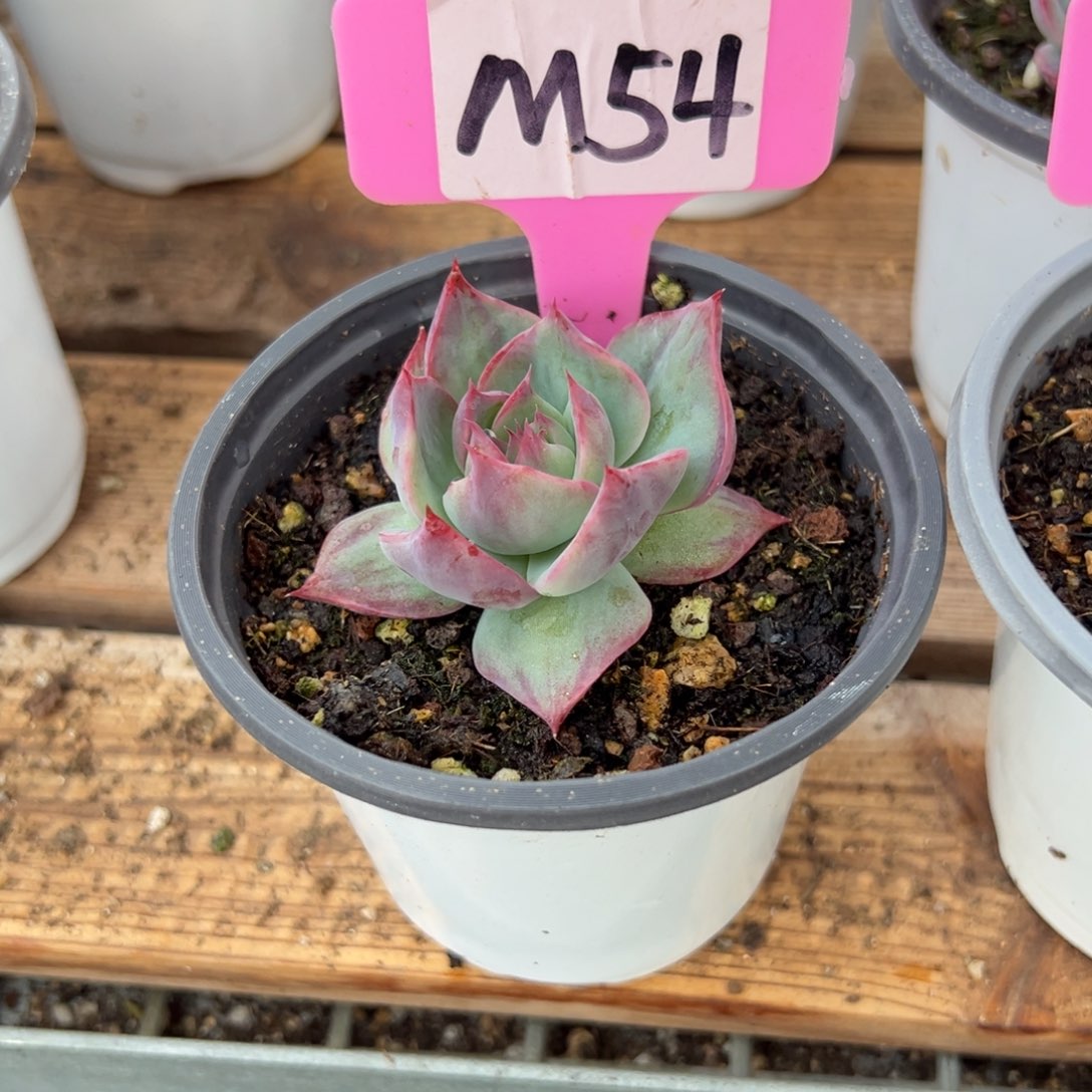 听*M54惊鸿单头多肉