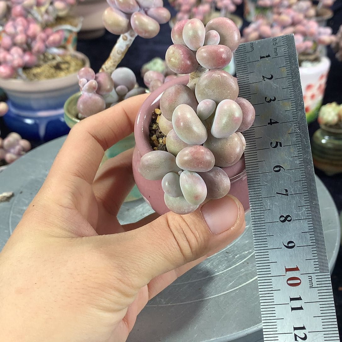 100号带盆偏远地区不包邮的的