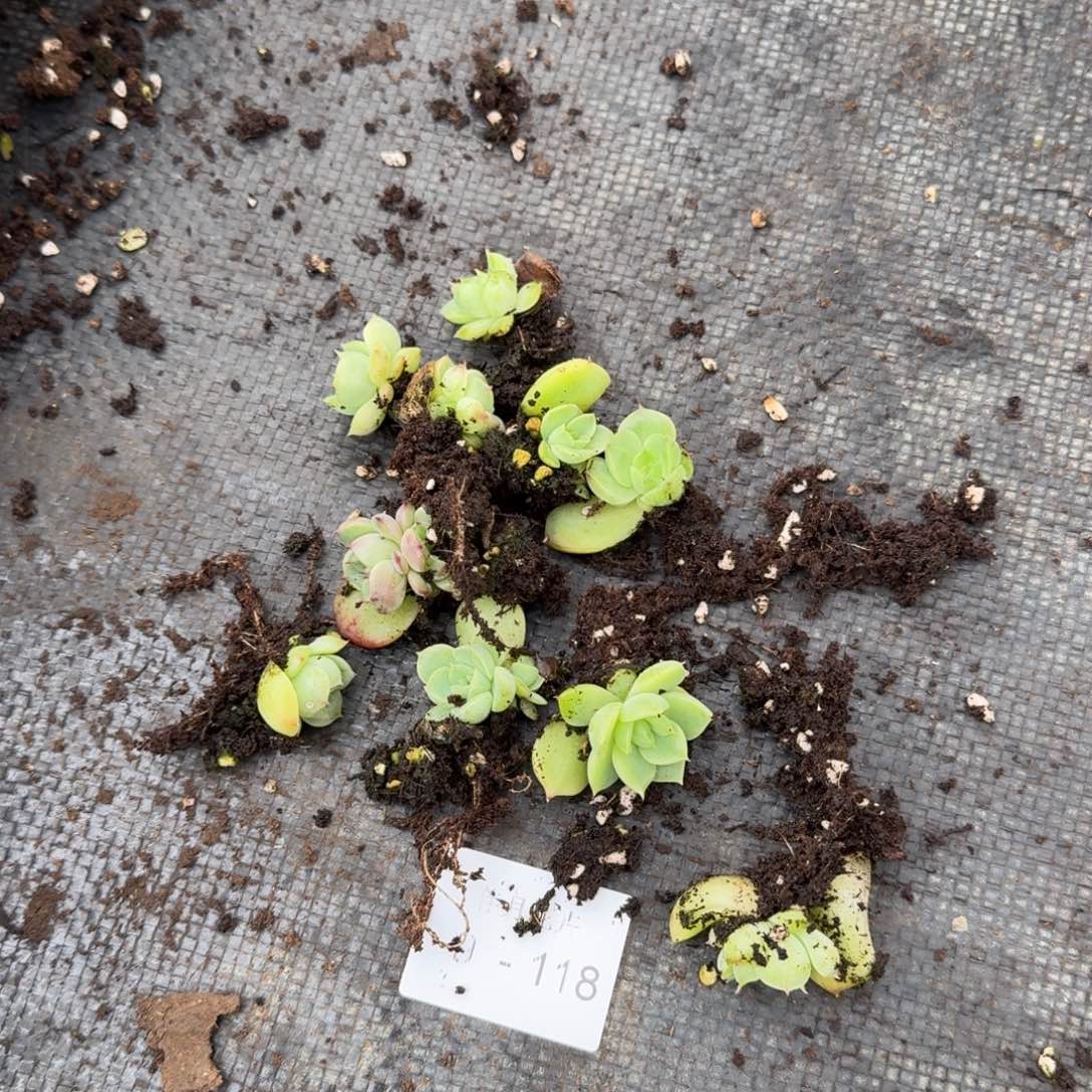 海王麦秆苗子10颗量拍9-118