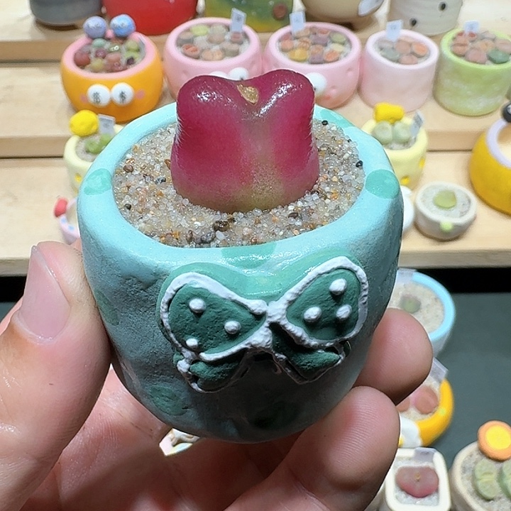 红陶蘑菇458毛汉尼