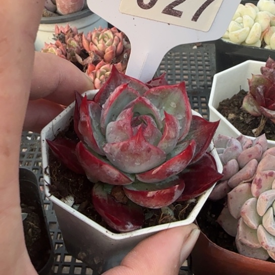 27惊鸿一物一拍多肉