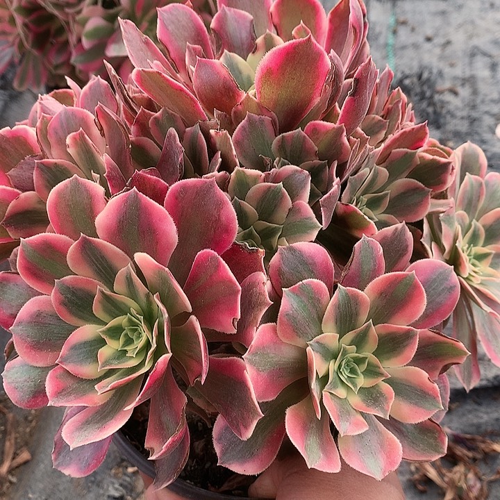 918女妖多肉植物