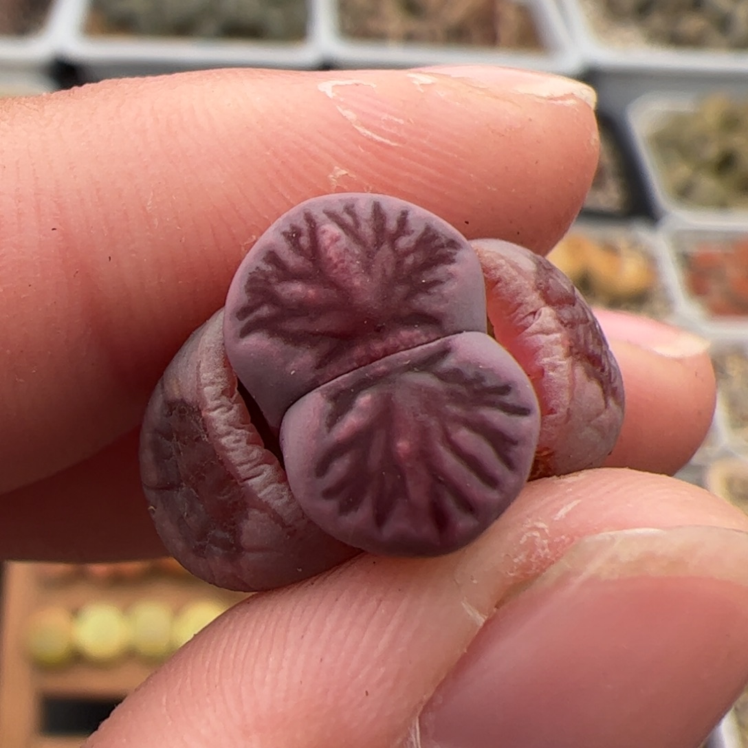 0366号紫菊 多肉植物