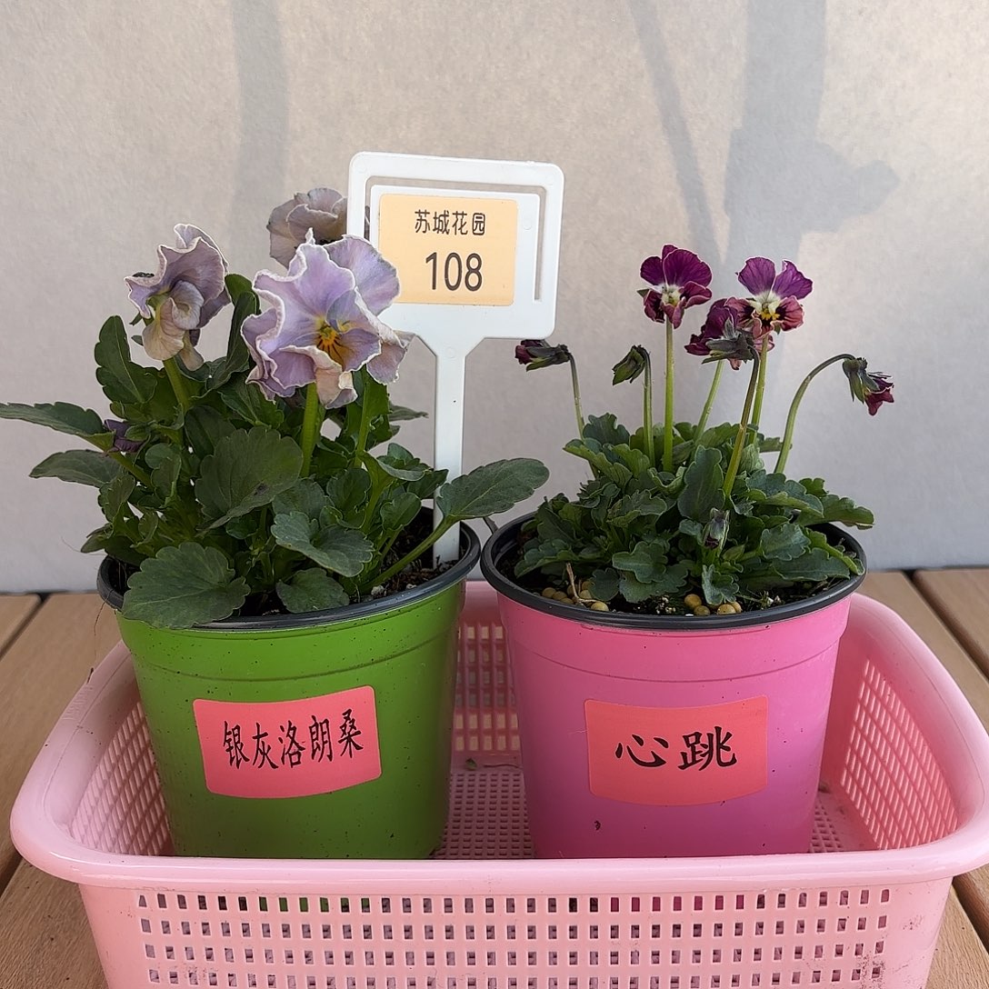 大部分开放少量花苞108