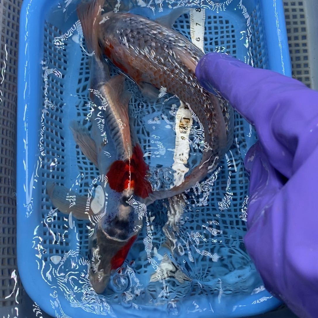 锦鲤冷水锦鲤包邮