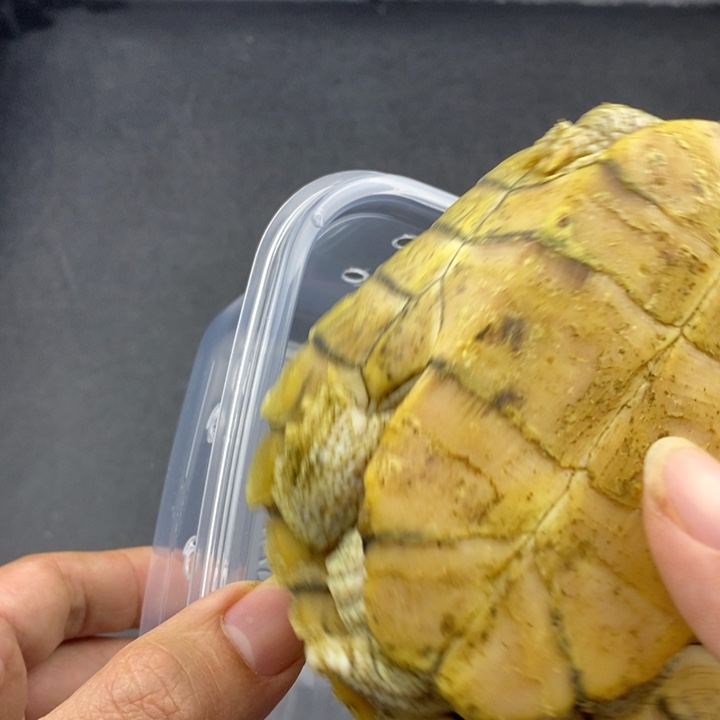 巴西彩龟母6666666